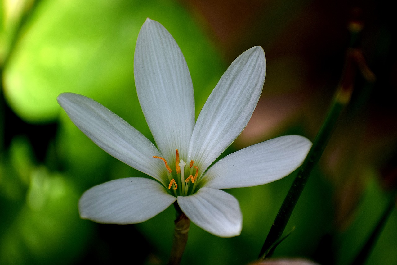 white flowers nature free photo