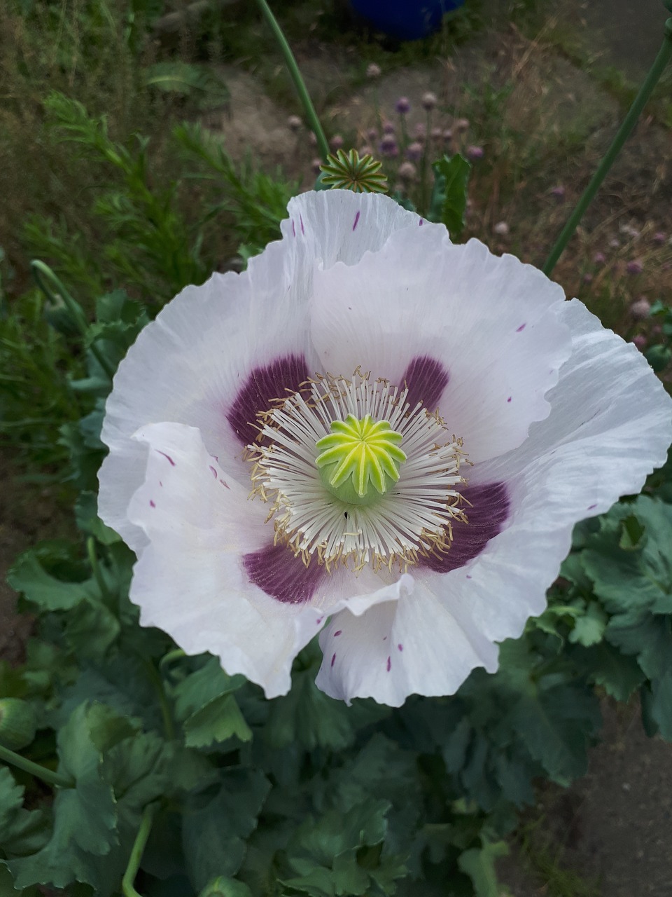 white purple blossom free photo