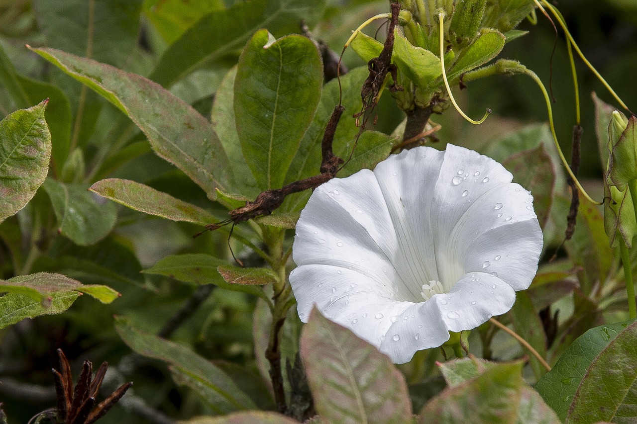 white flower nature free photo