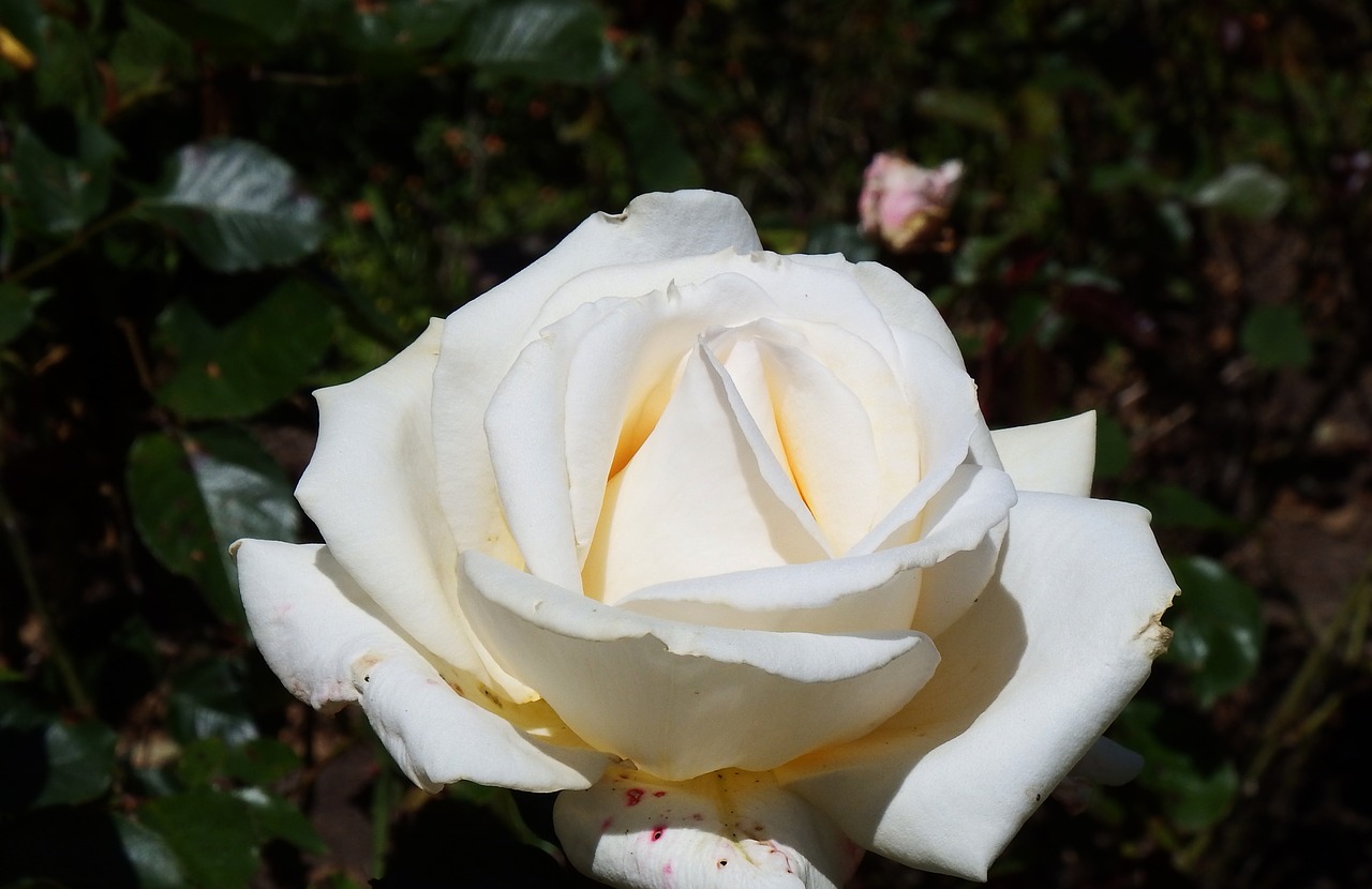 white rose floral free photo