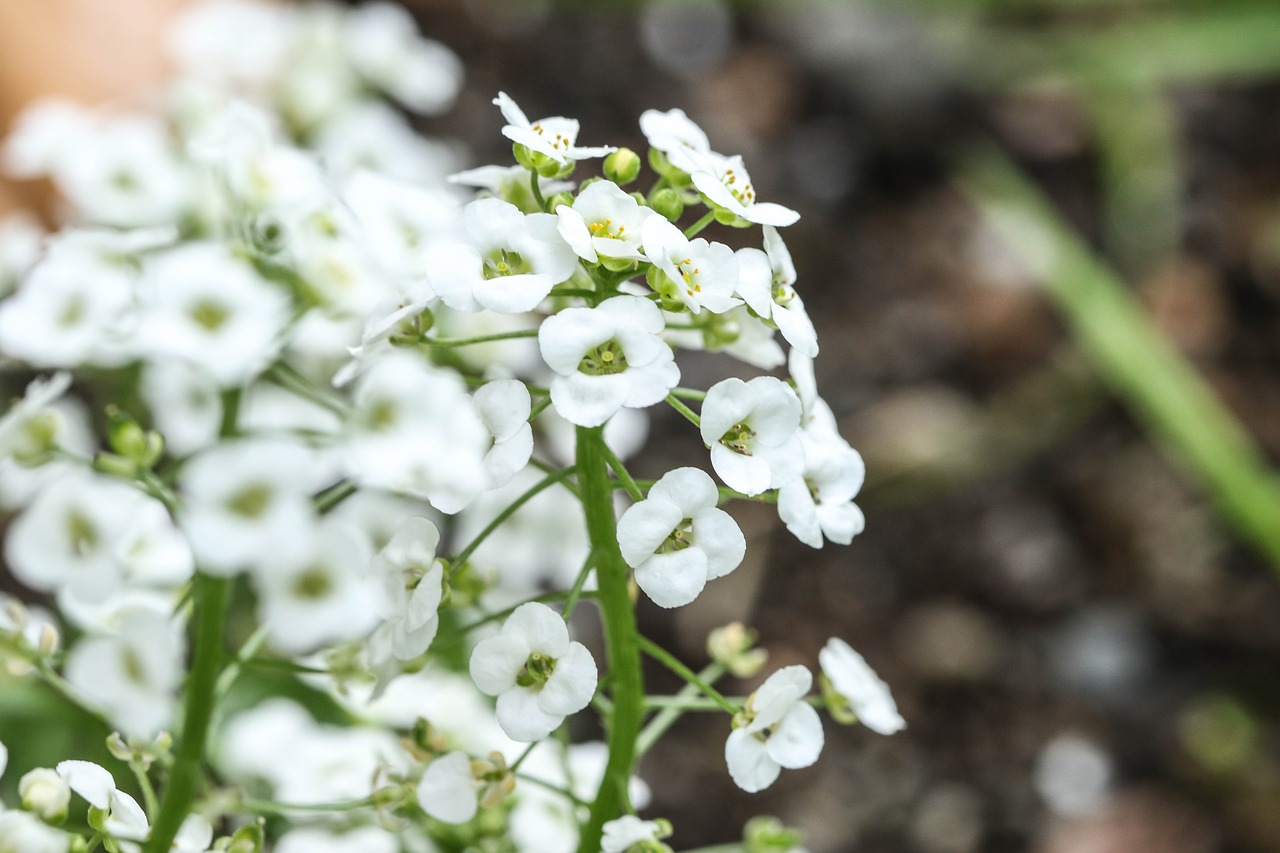 white flower garden flower free photo