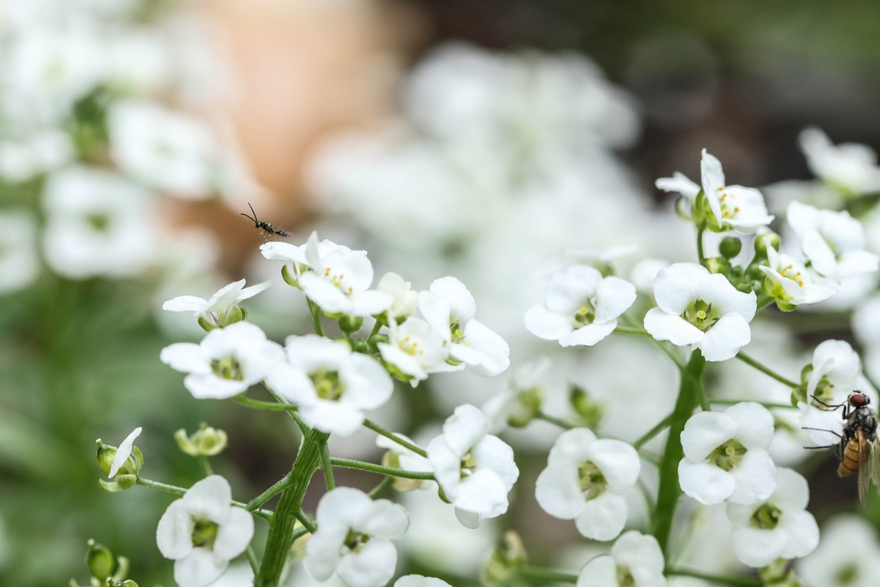 white flower garden flower free photo