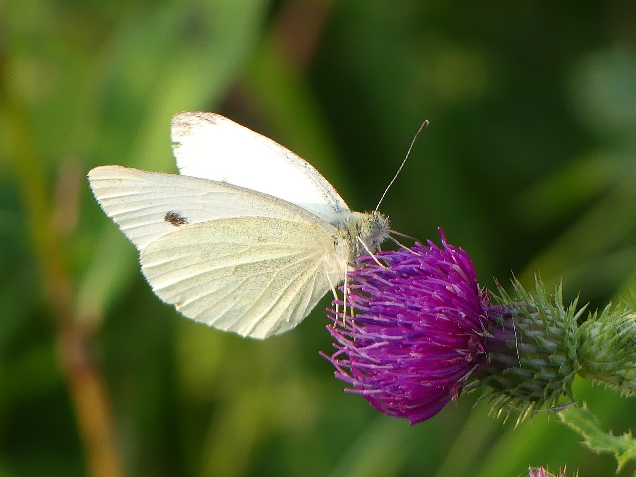 white butterfly painted lady free photo