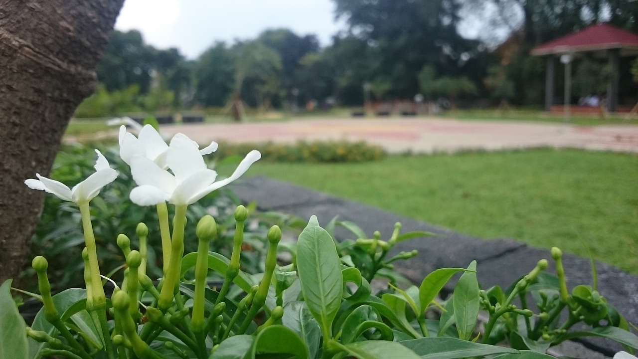 white flower lily free photo