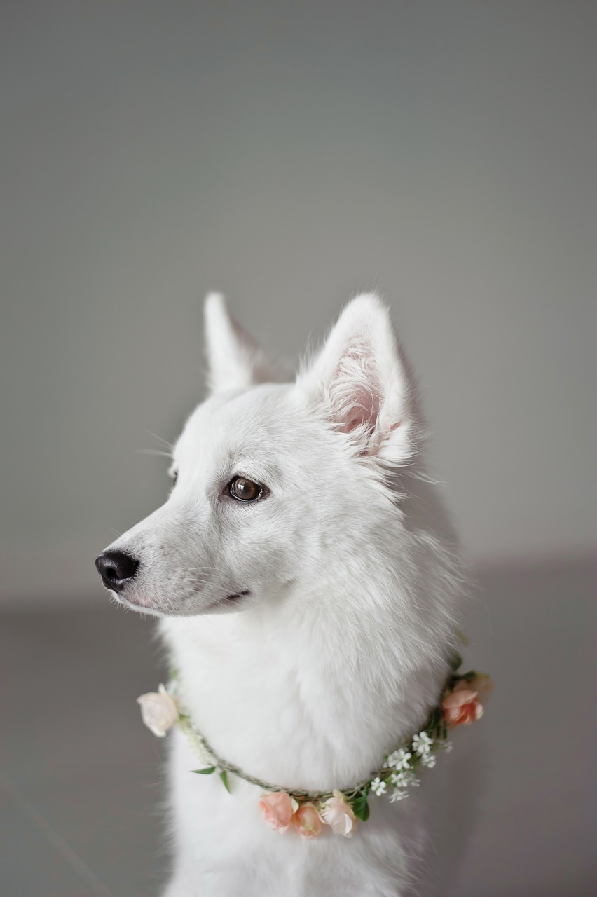 white puppy corolla free photo