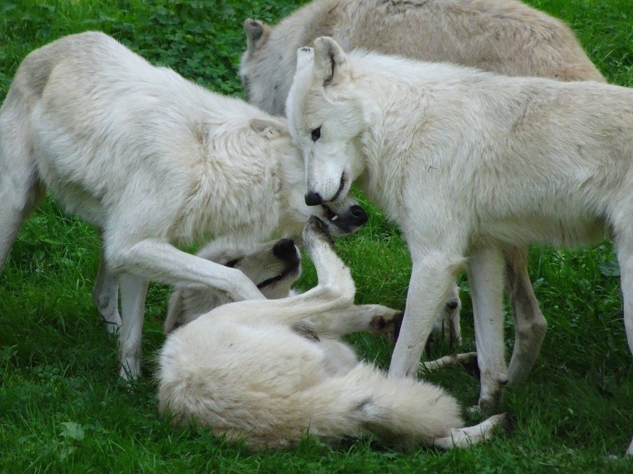white wolves pack free photo