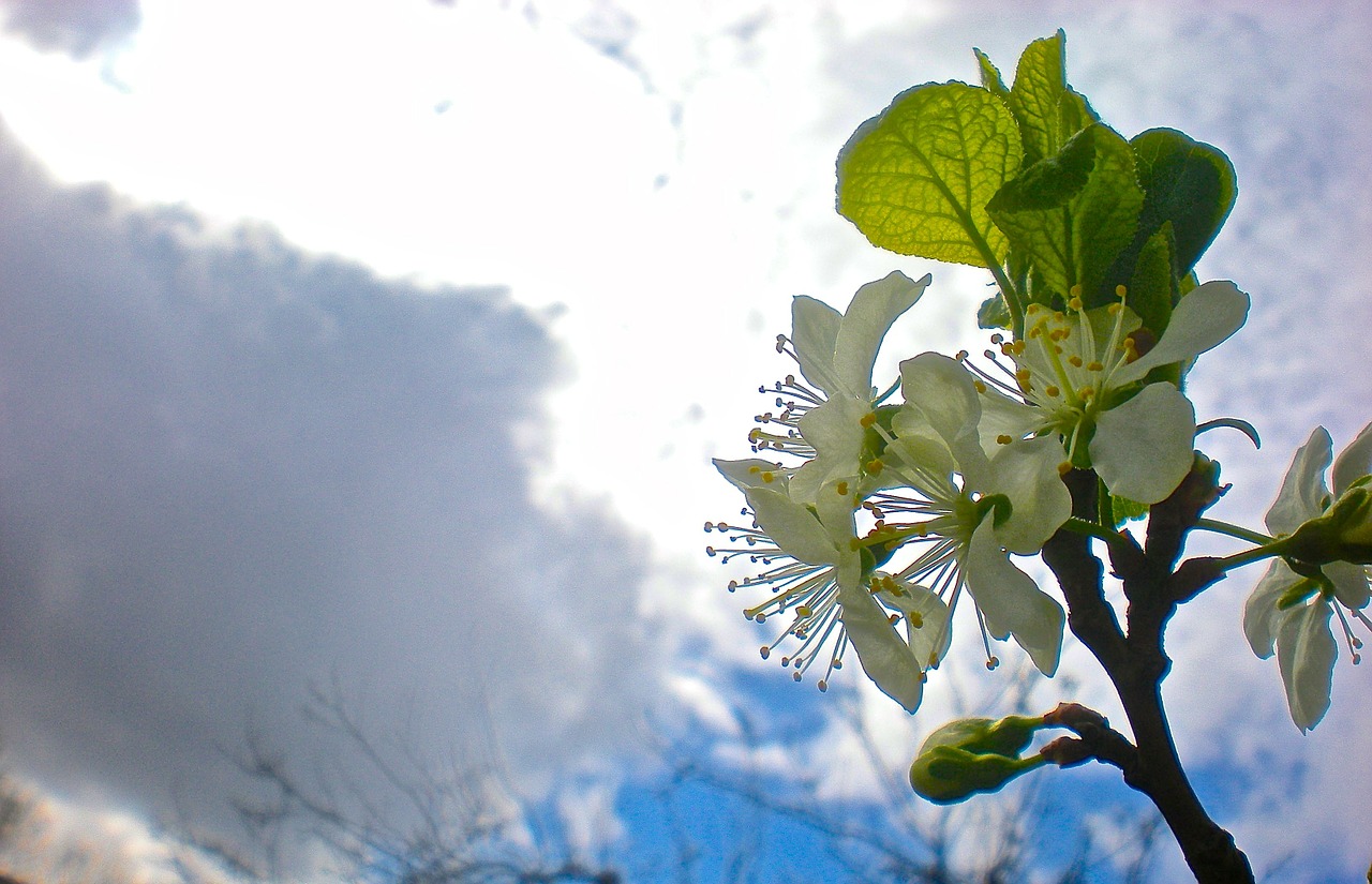 white flower cherry free photo