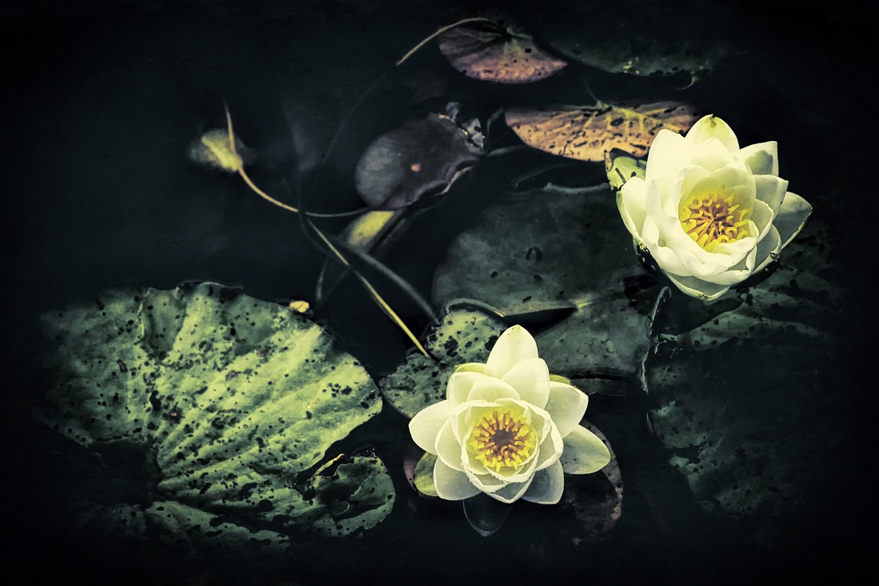 white water lilies å free photo