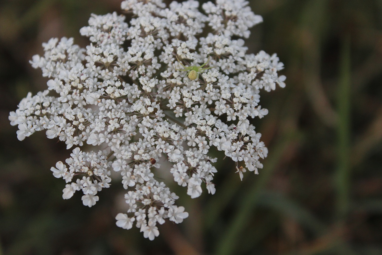 white flower nature free photo