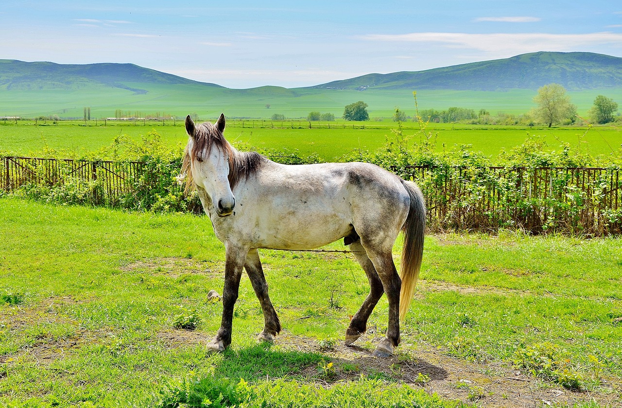 white horses animal free photo