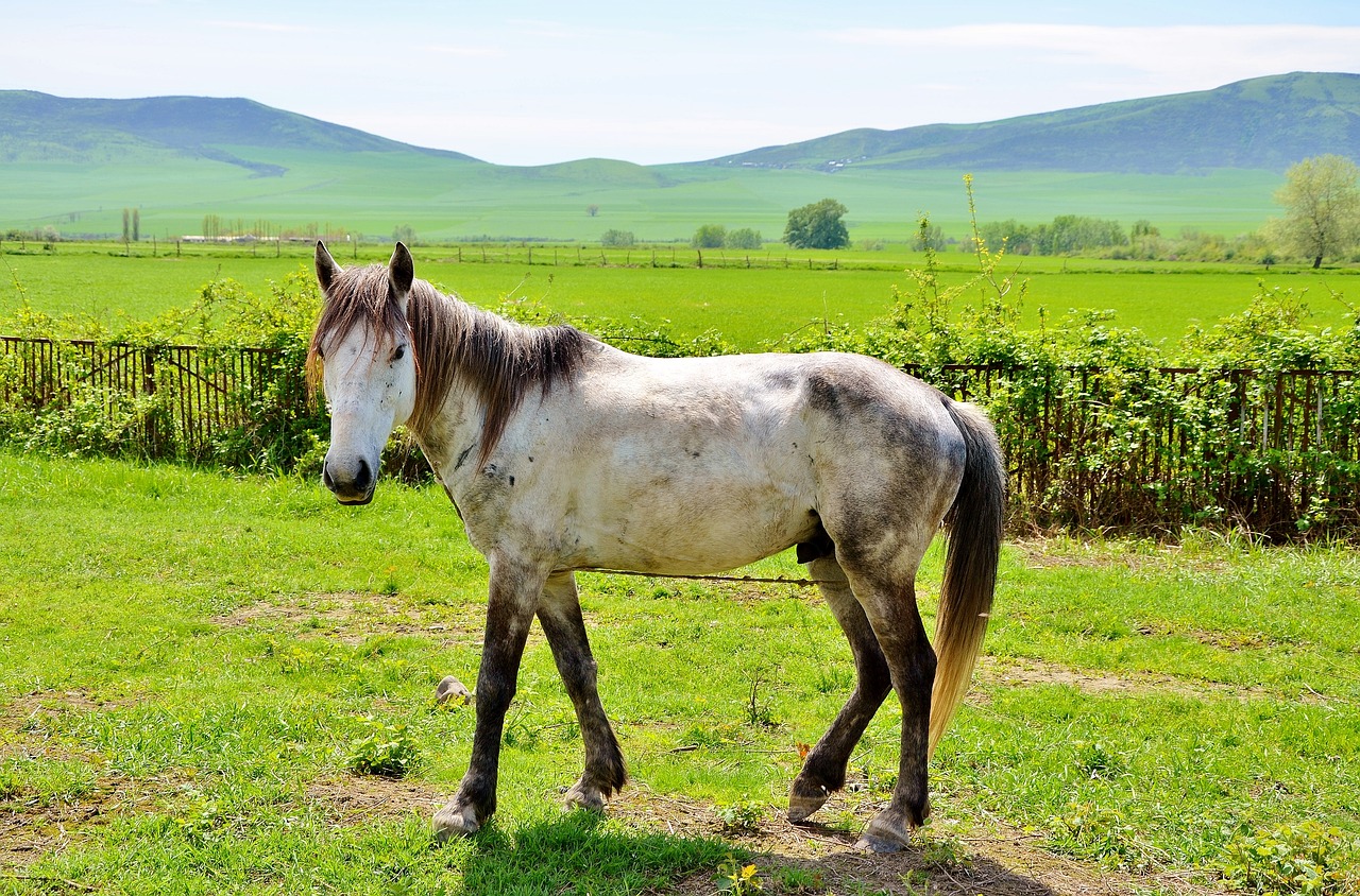 white horses animal free photo