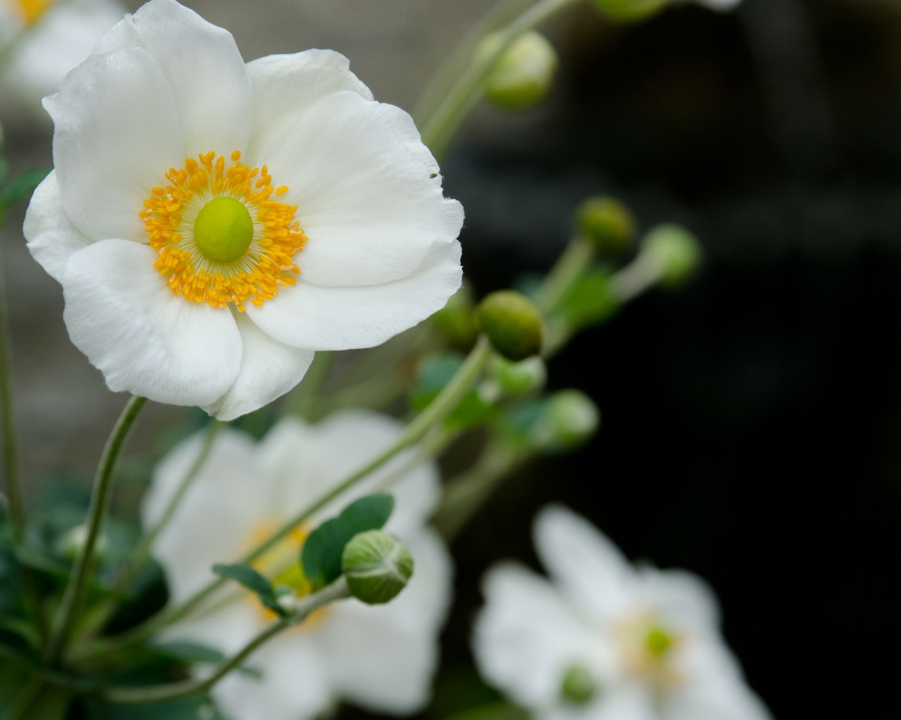 white poppy flowers free photo