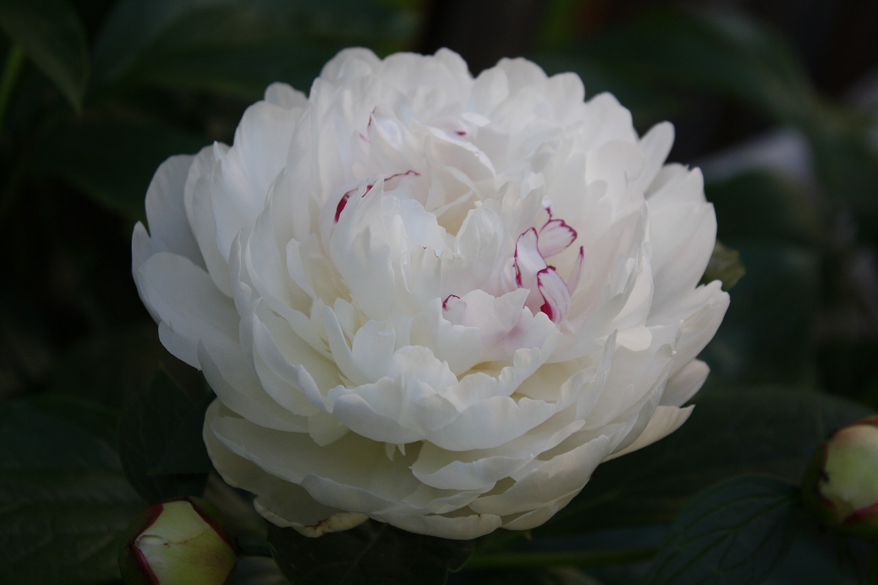 white flower nature free photo