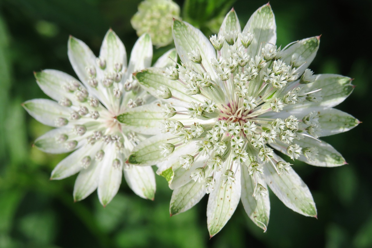 white flower nature free photo