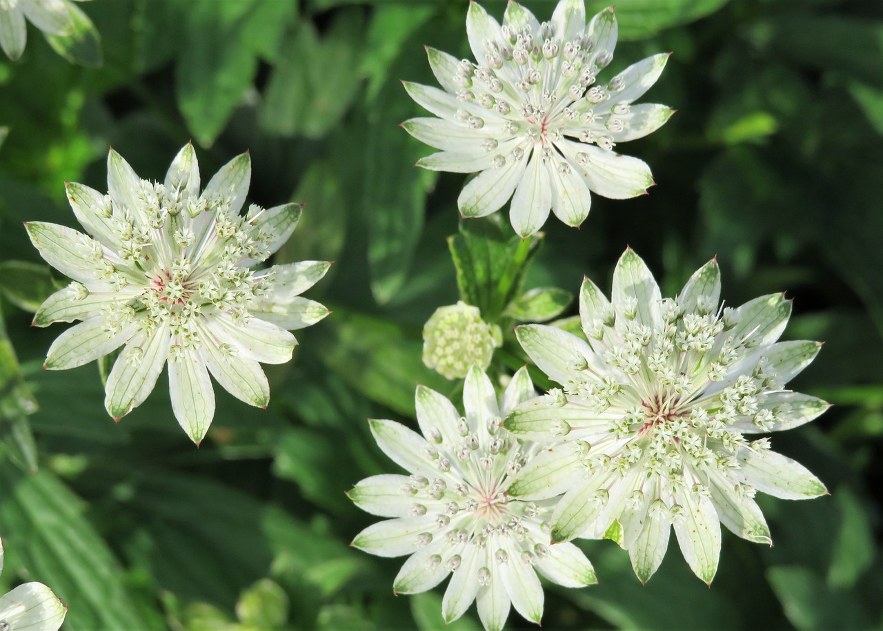 white flowers garden free photo