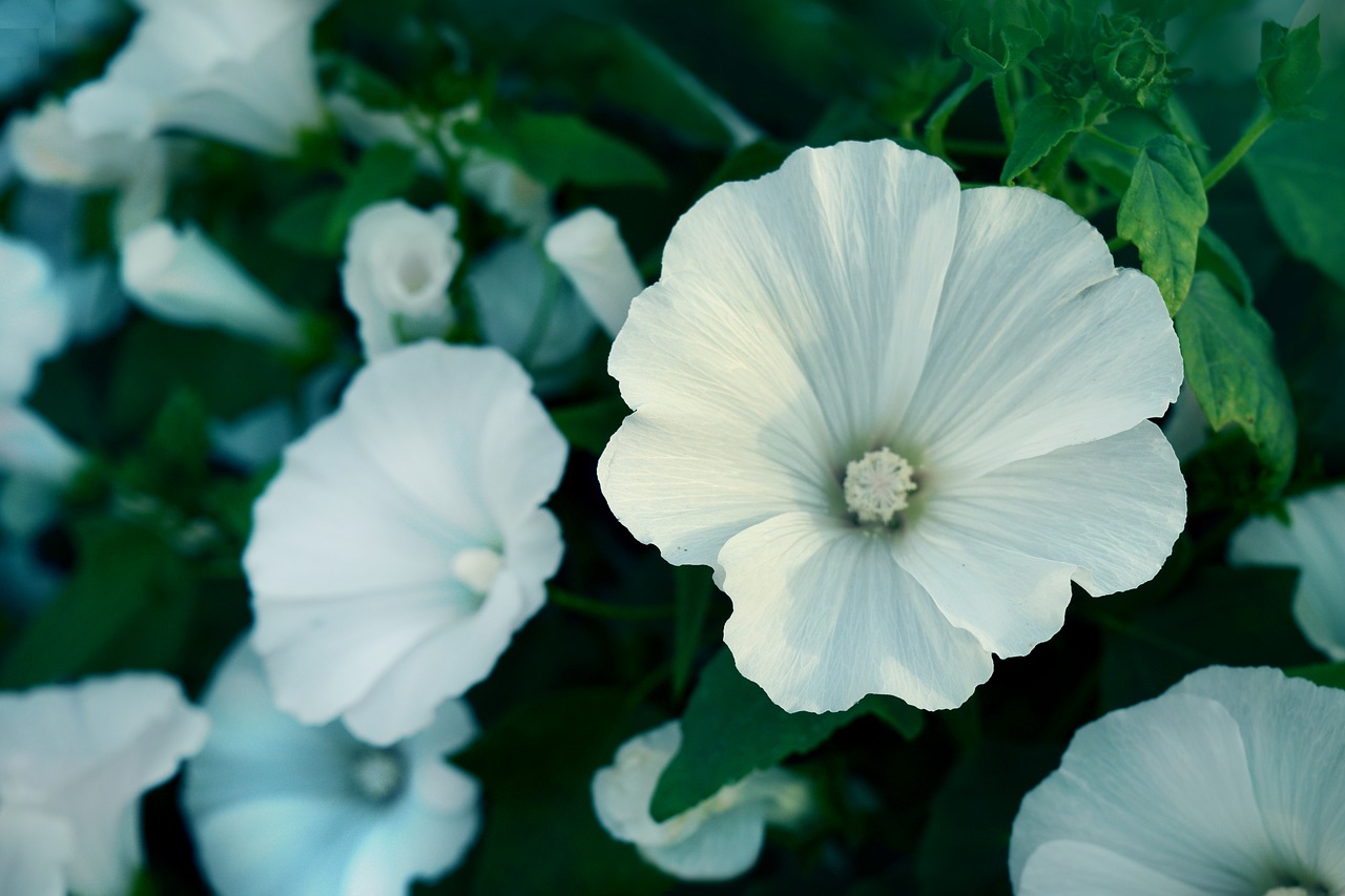 white flowers wild free photo