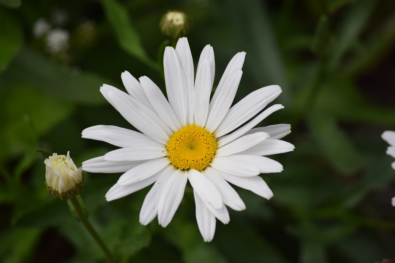 white daisy flower free photo