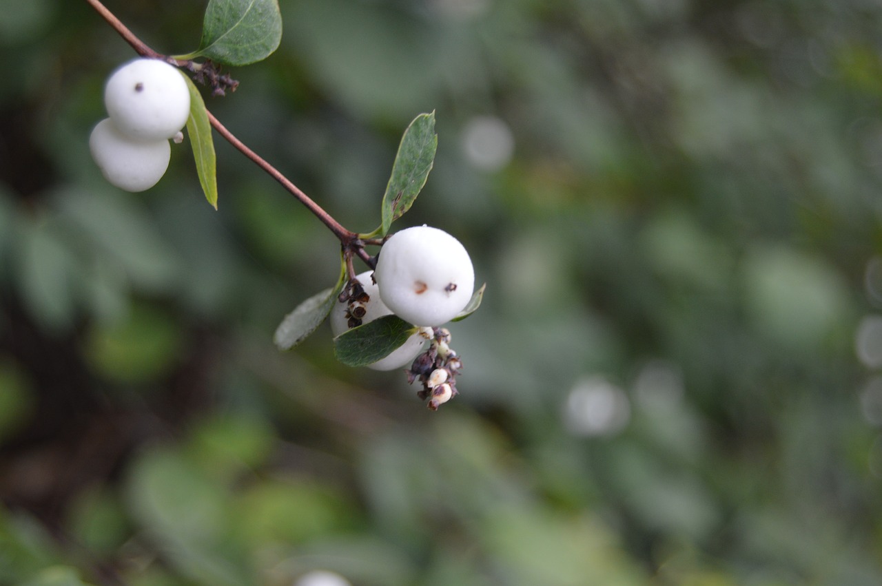 white fruit natural free photo