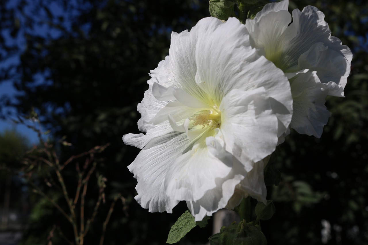 white flower rose free photo