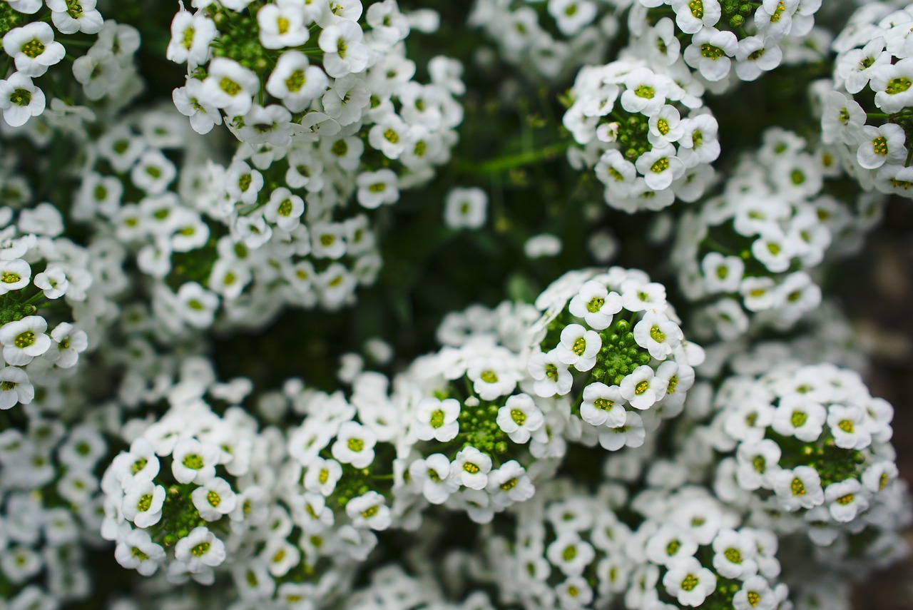 white green flower free photo