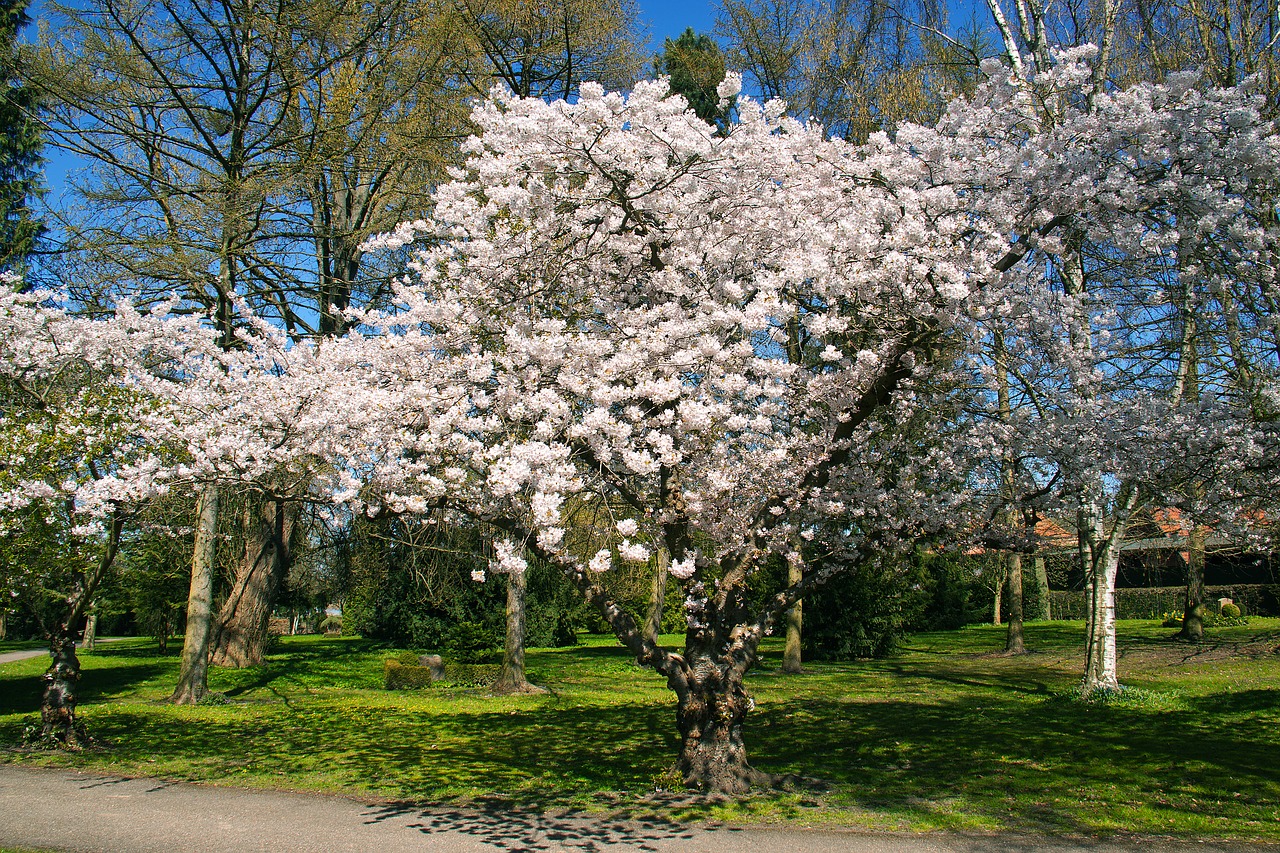 white flowers flowering free photo