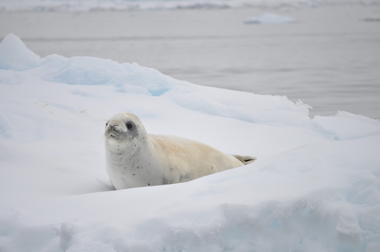white seal antarctica free photo