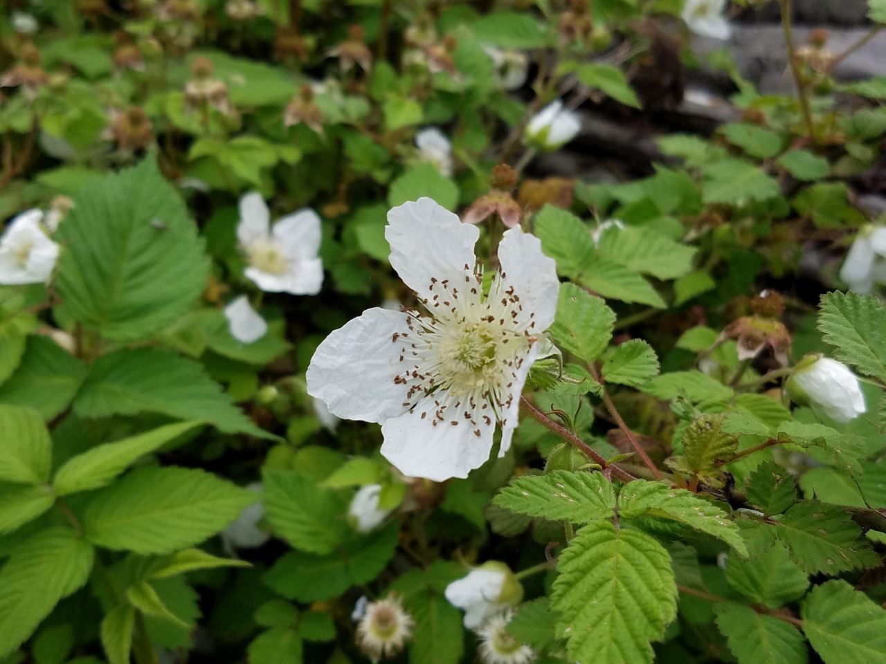 white flowers little free photo