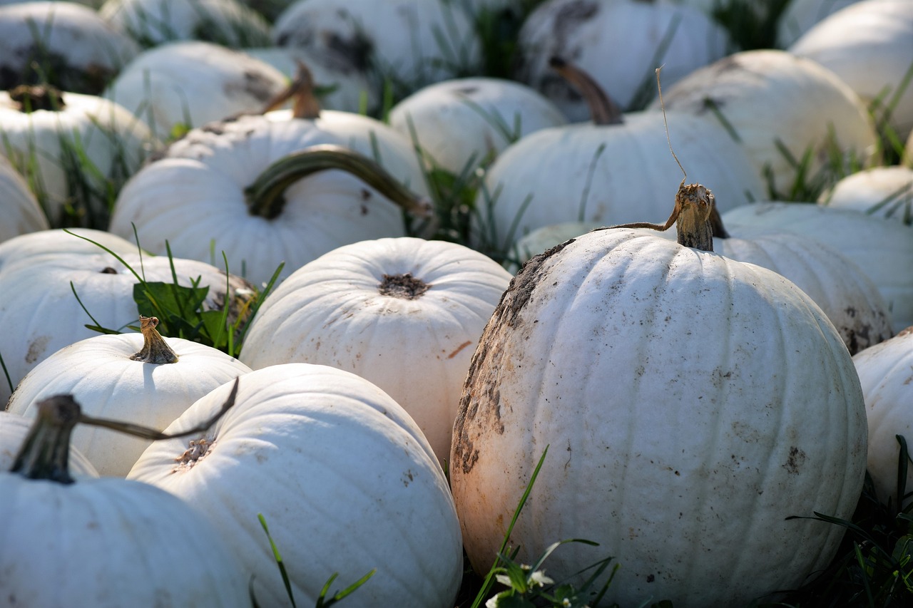 white pumpkin thanksgiving free photo