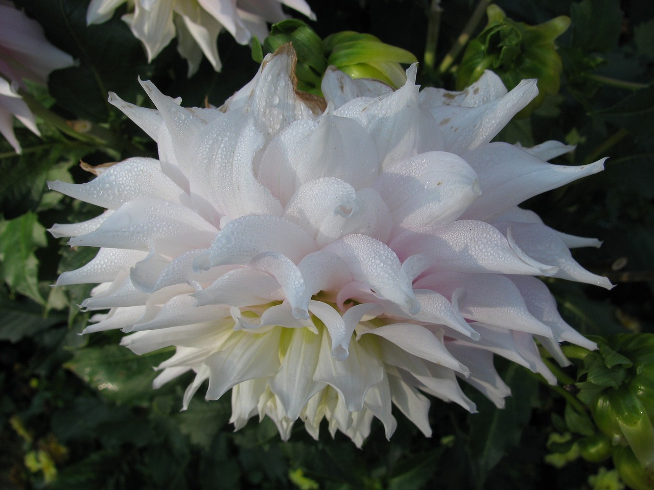 white blossom bloom free photo