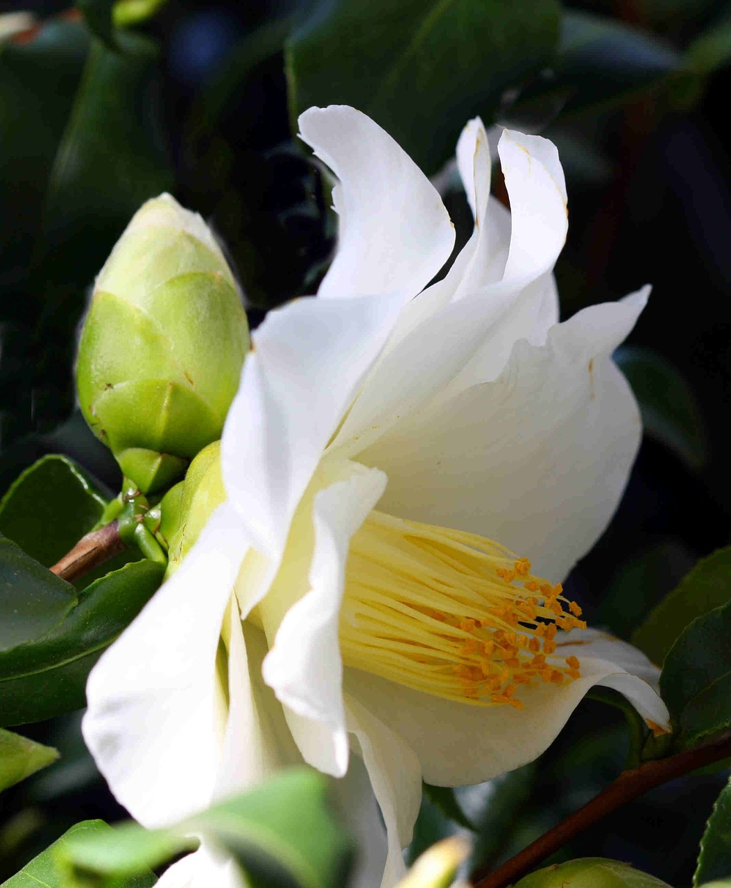 white blossom bloom free photo