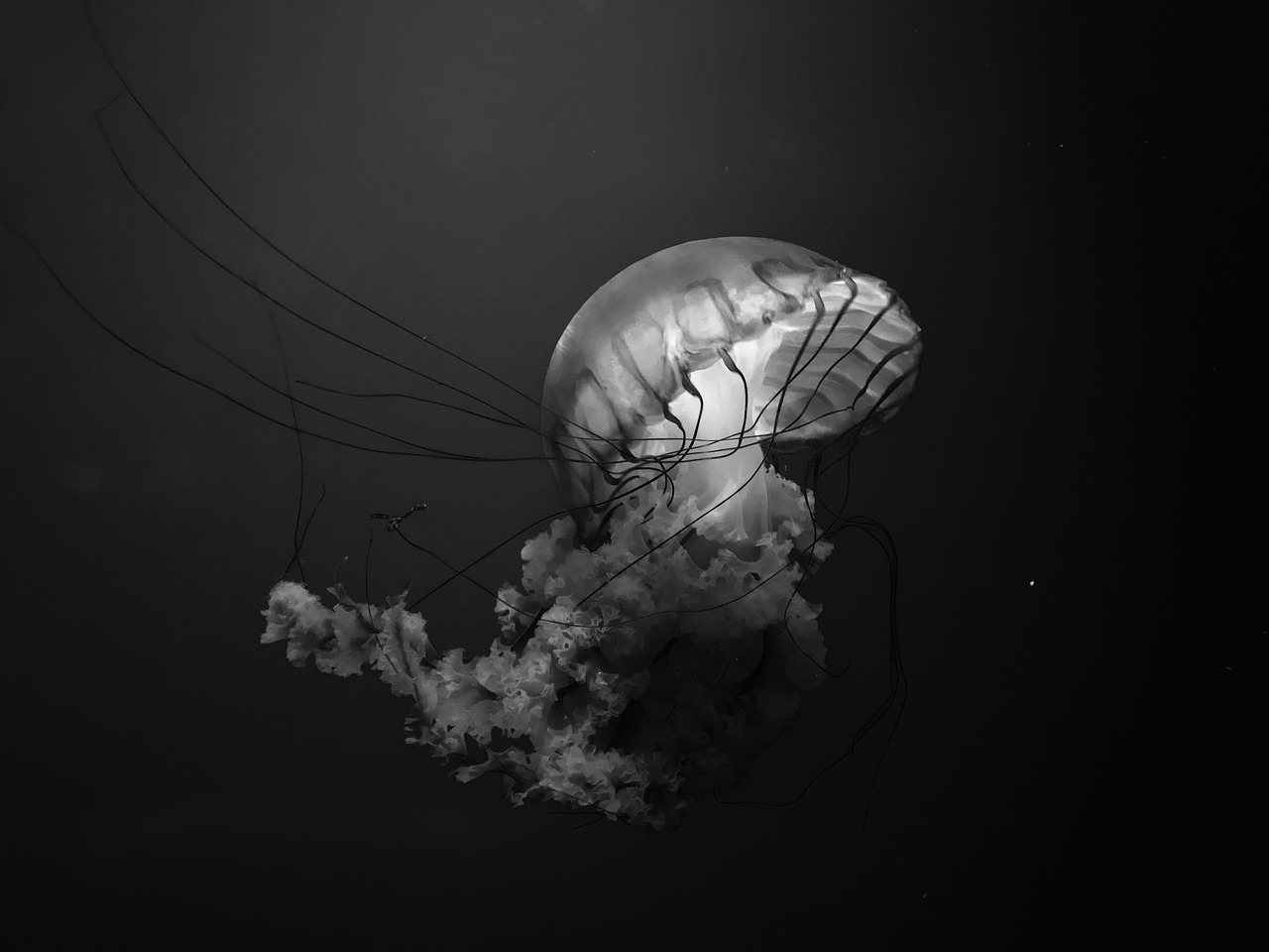 white glowing jellyfish free photo