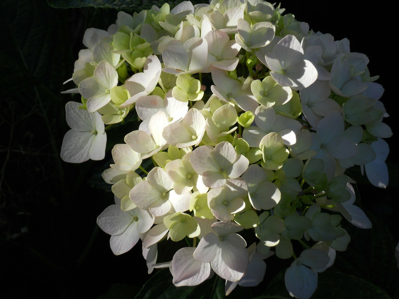 white hydrangea flowers free photo