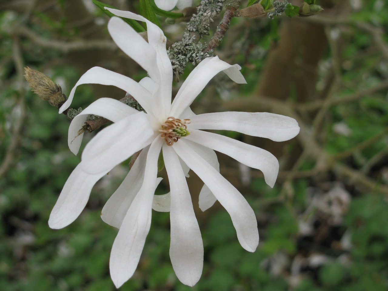 white blossom bloom free photo