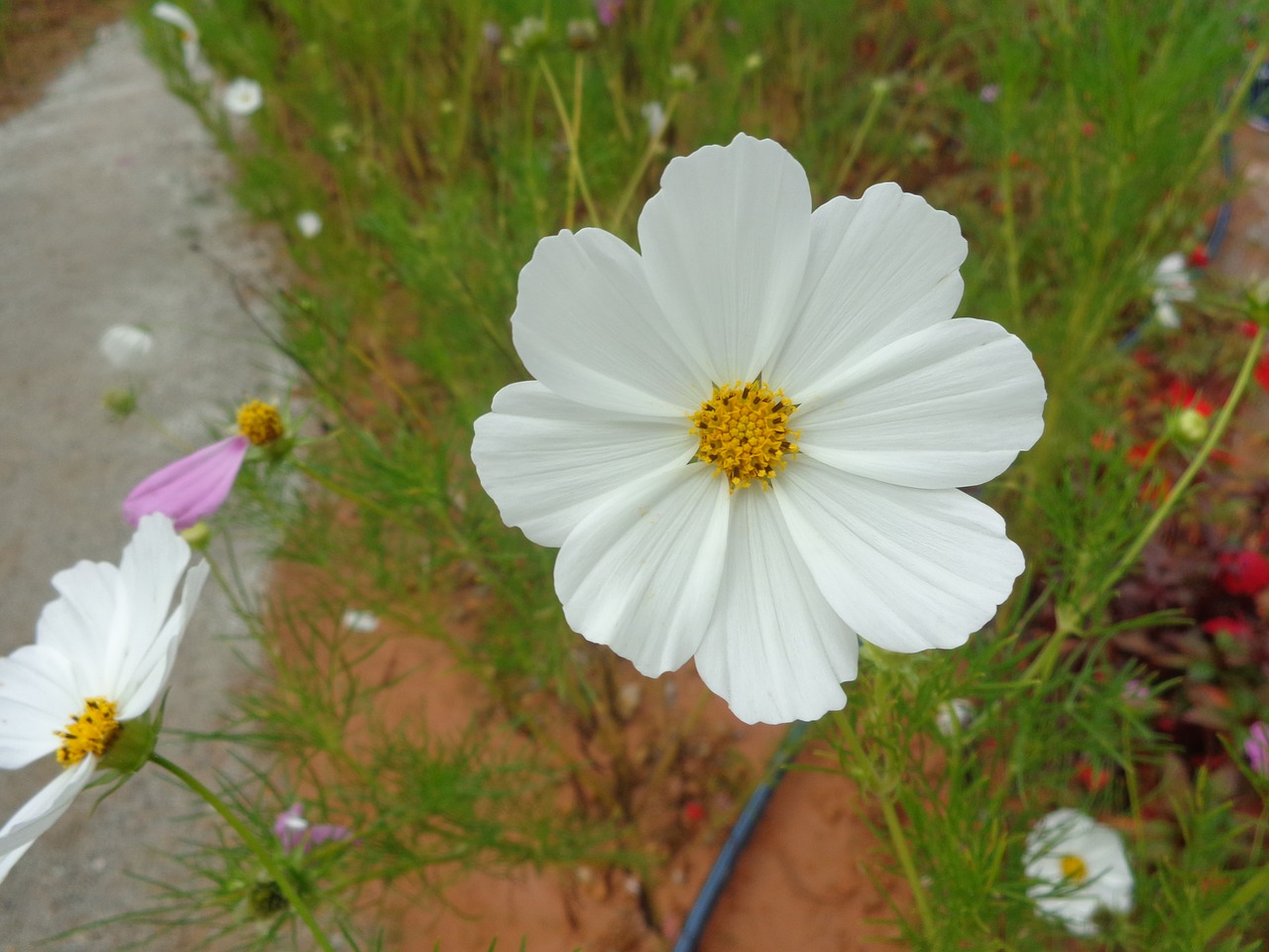 white flower vietnam free photo