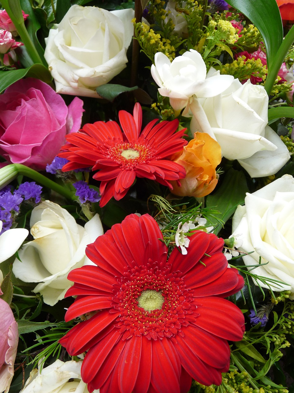 white gerbera blossom free photo