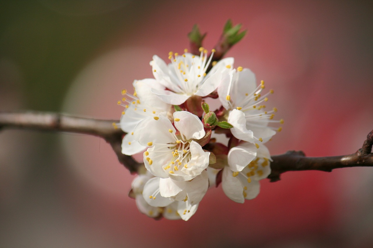 white ladybug cherry free photo