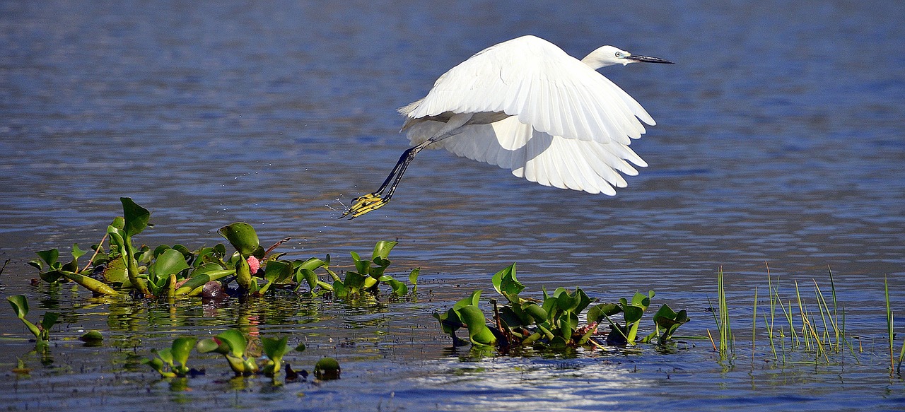 white heron whooper free photo