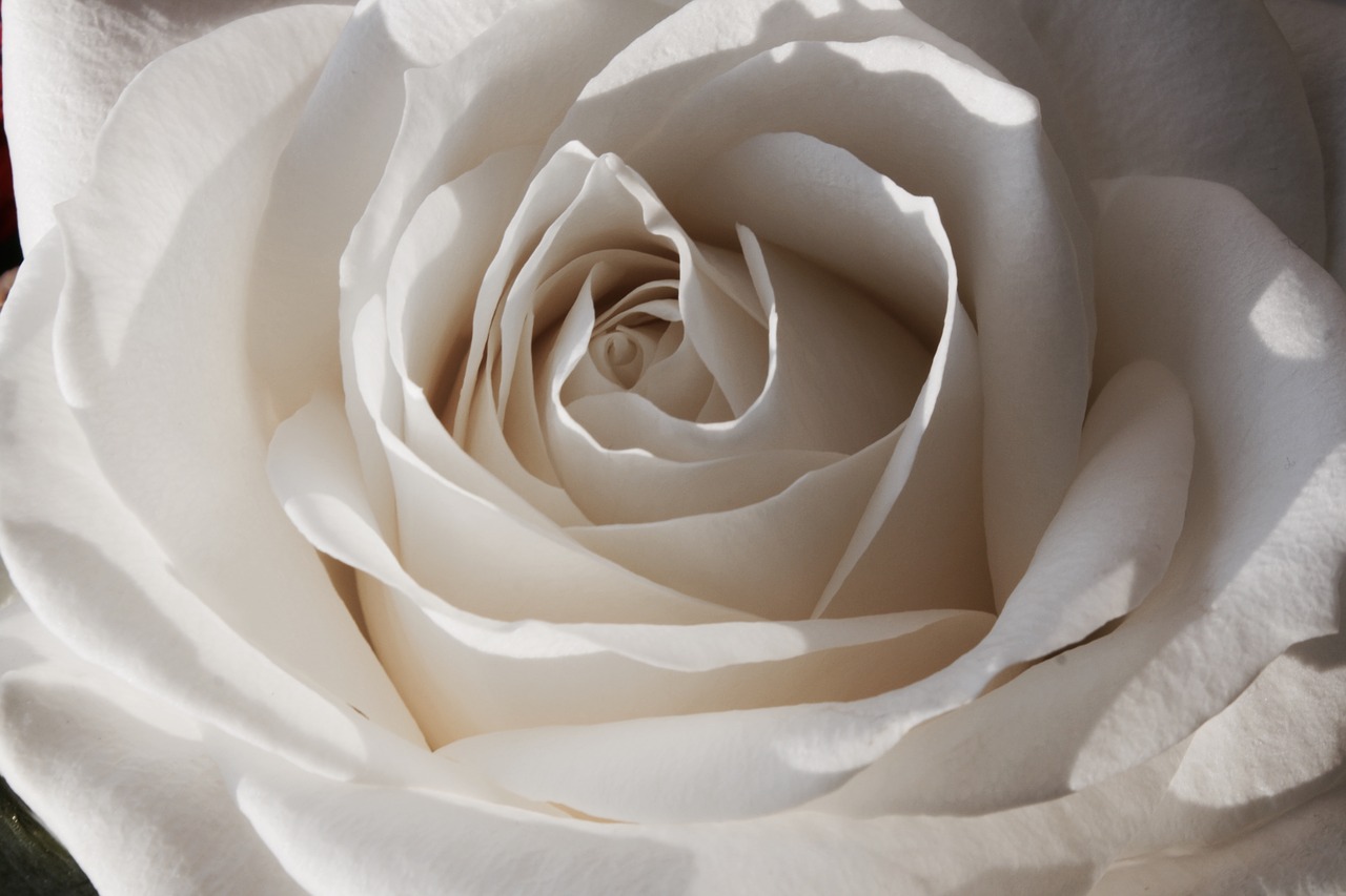 white rose flowers free photo