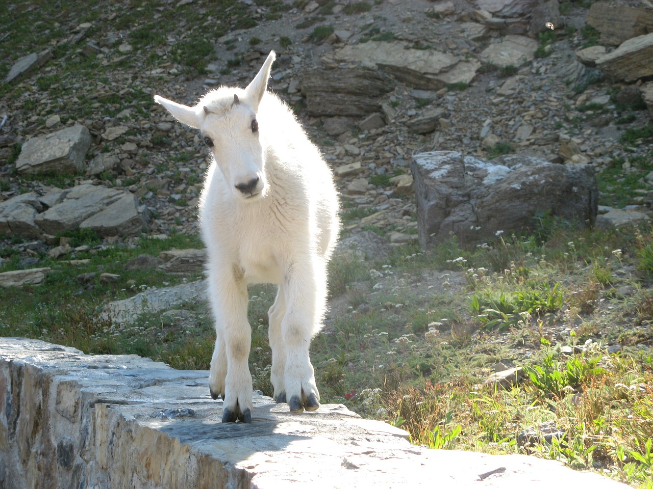 white goat baby free photo