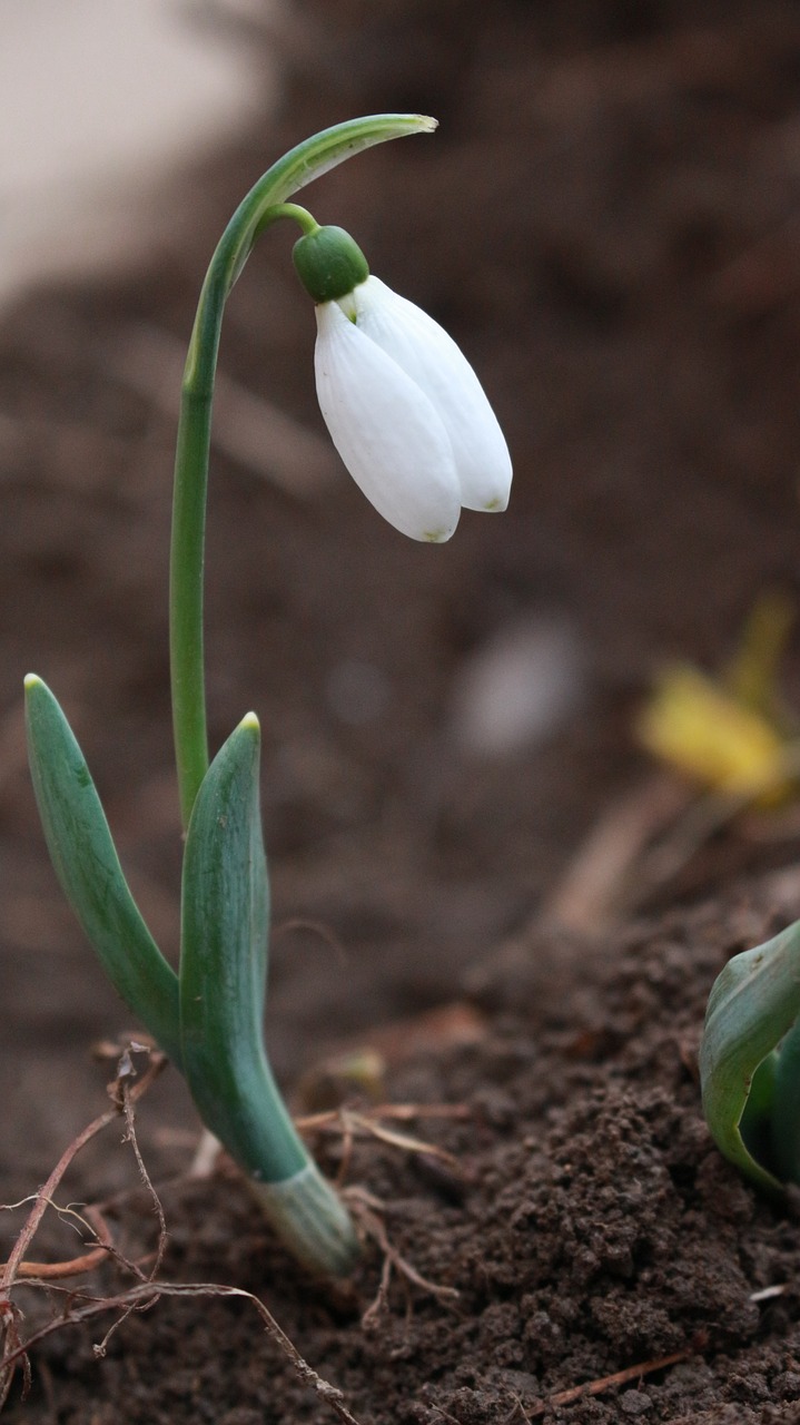 white green nature free photo