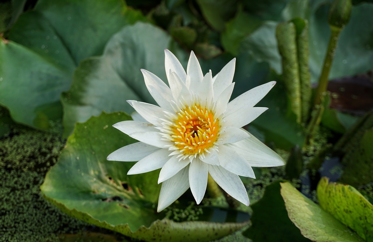 white lily lotus free photo