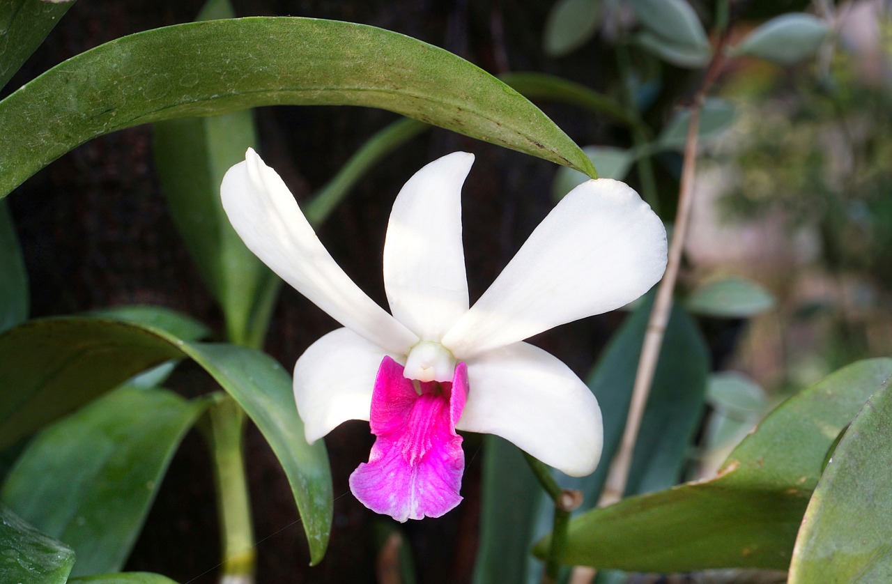 white purple red free photo