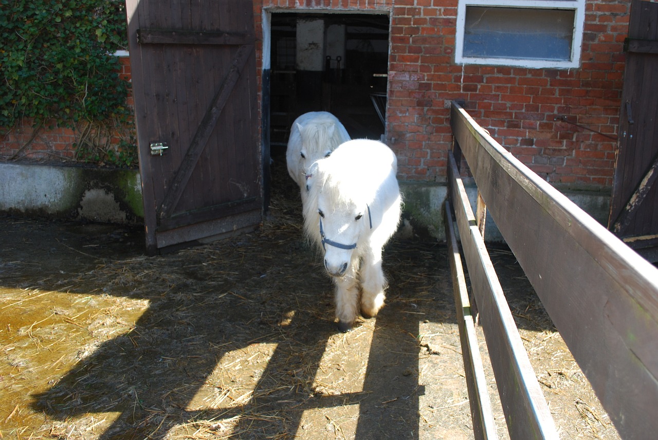 white horse pony free photo