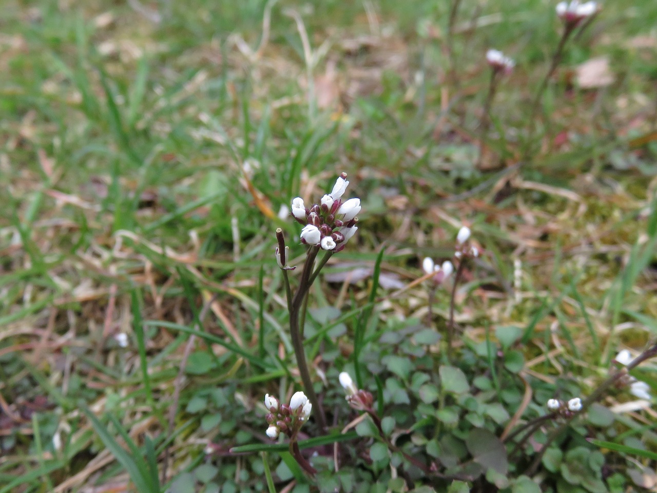 white  flowers  stem free photo