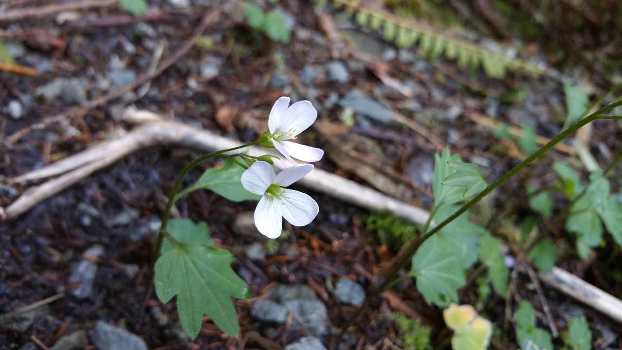 white  flower  nature free photo