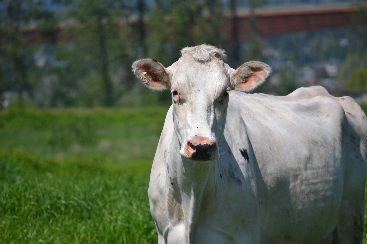 white  cow  looking free photo