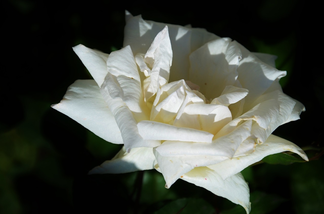 white  rose  flower free photo