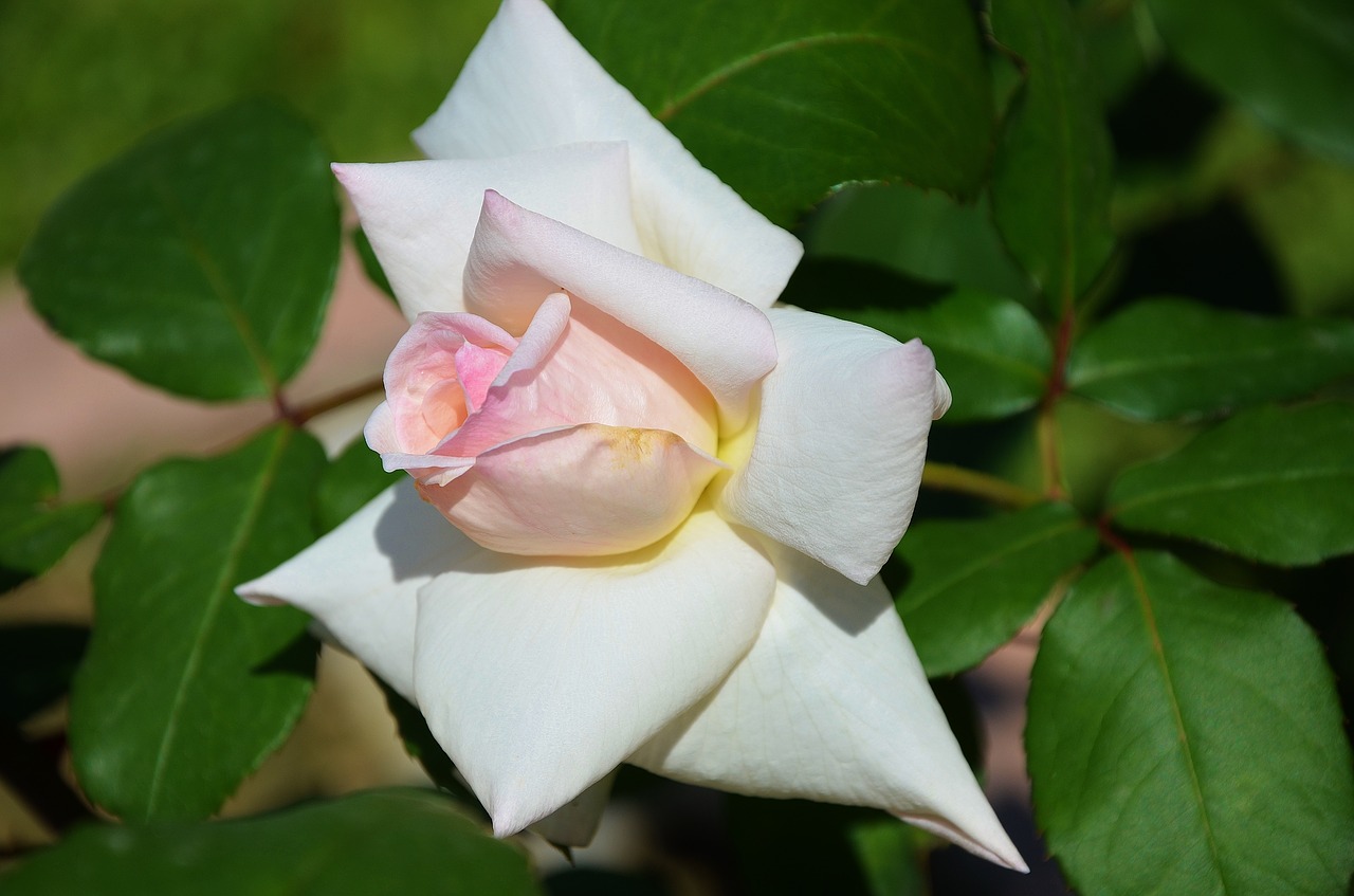 white  rose  flower free photo
