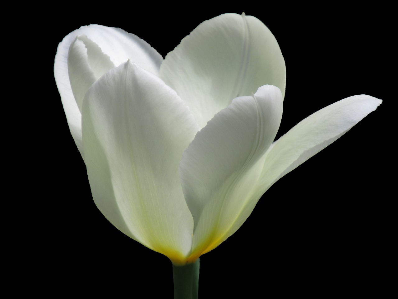 white  tulip  flower free photo