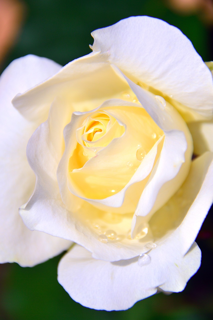 white  white roses  just add water free photo